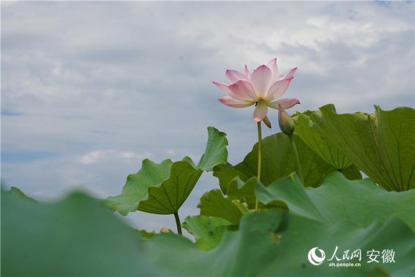 牛股堂 “莲”动文旅，“e”促振兴 肥西山南文旅消费季热力开启