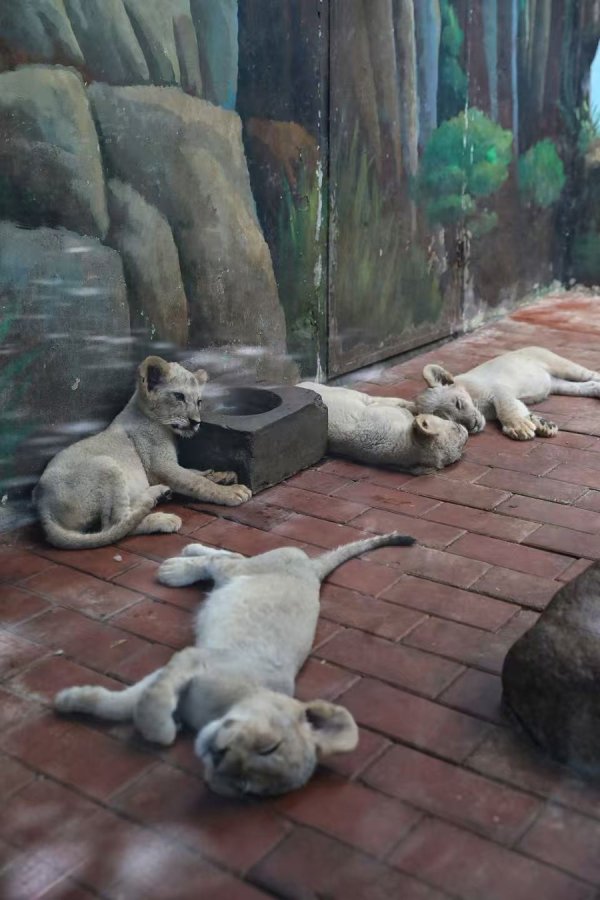 日天金策略 大熊猫龙凤胎，非洲狮四胞胎……上海野生动物园萌宝集体亮相，你见过几只？